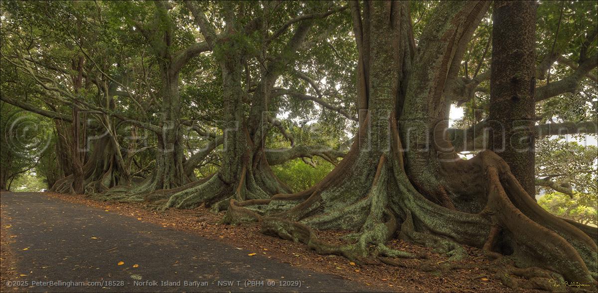 Peter Bellingham Photography Norfolk Island Banyan - NSW T (PBH4 00 12029)